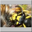 Vespula germanica - Deutsche Wespe - Wespe frisst Hummel 01d.jpg